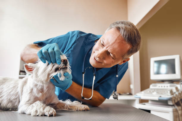 Best Emergency Dental Surgery in Battle Ground, WA